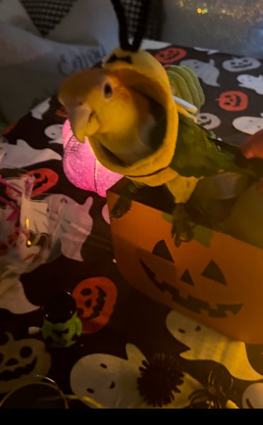 Halloween Costume Bumble Bee