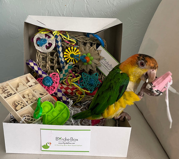 Fun Size Byrdie (Fun Size Birdie)"6-Month Prepay Subscription"